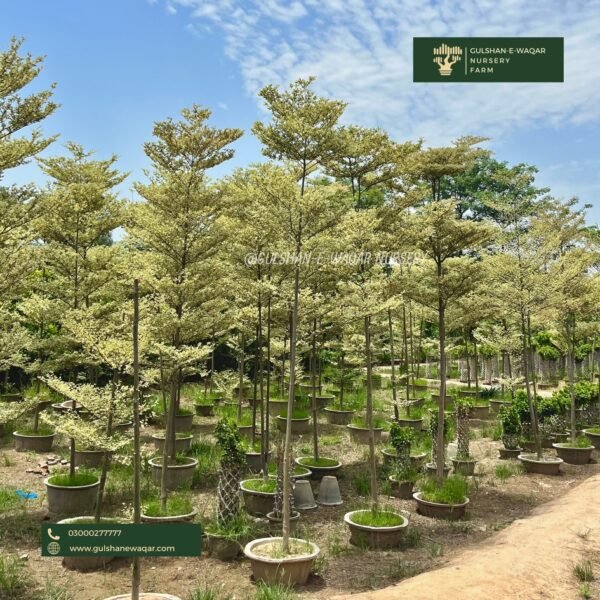 Terminalia Mantaly ‘verigated’