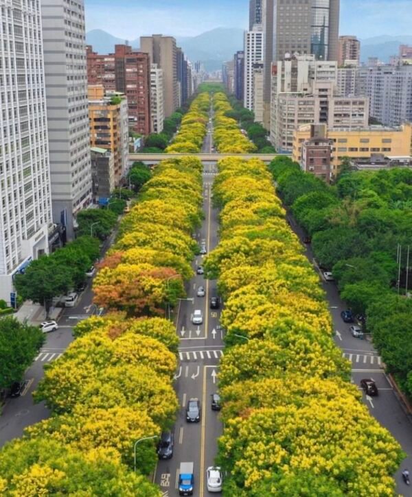 Golden Rain Tree – Koelreuteria Paniculata