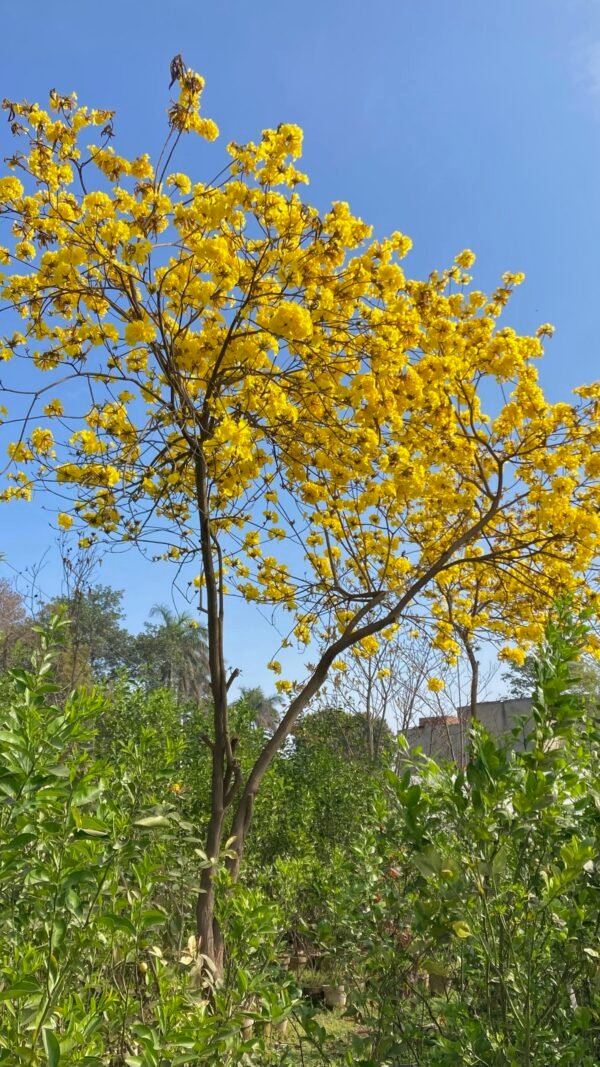 Golden Trumpet Tree – Tabebuia Chrysantha