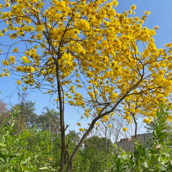 Golden Trumpet Tree – Tabebuia Chrysantha