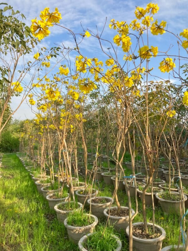 Golden Trumpet Tree – Tabebuia Chrysantha