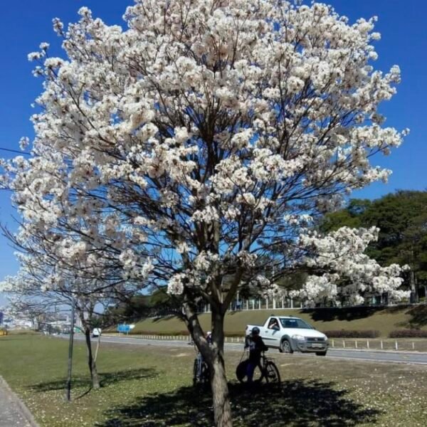 White Trumpet Tree – Tabebuia Roseo alba