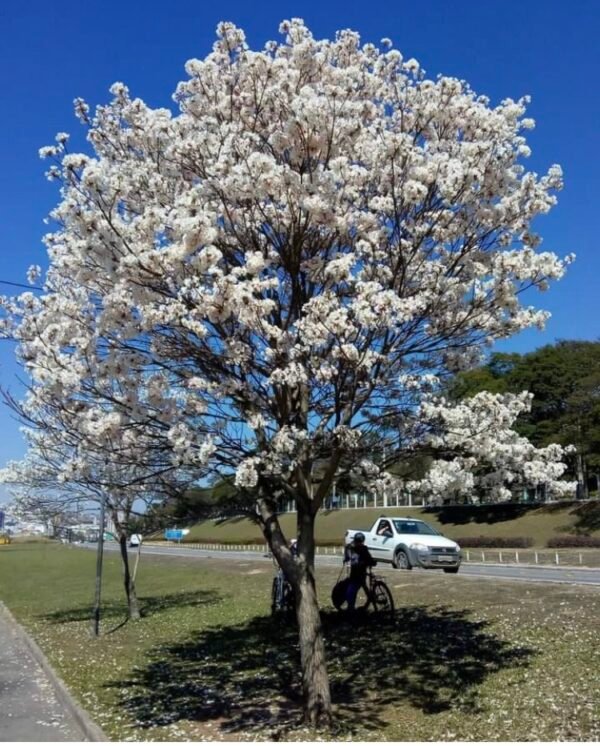 White Trumpet Tree – Tabebuia Roseo alba