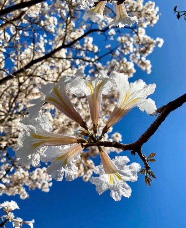 White Trumpet Tree – Tabebuia Roseo alba