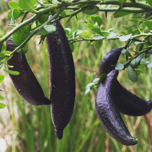 Australian Finger Lime