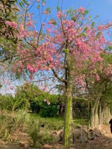 Buda Tree