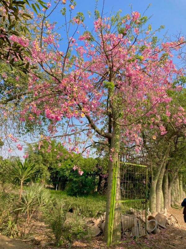 Buda Tree