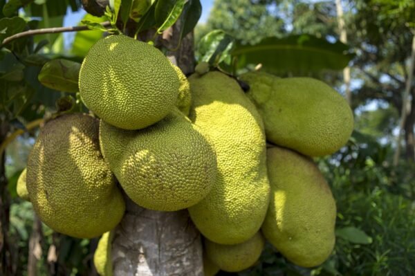 Jack fruit – Khathal