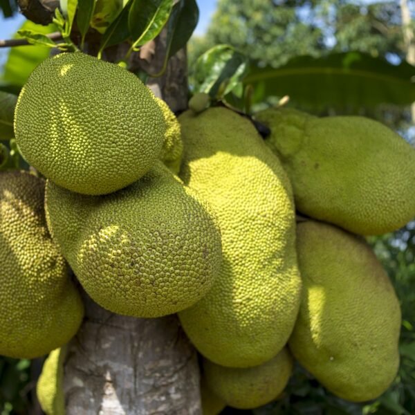 Jack fruit – Khathal