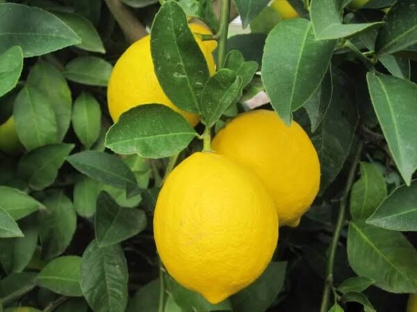 Lemon ‘Eureka