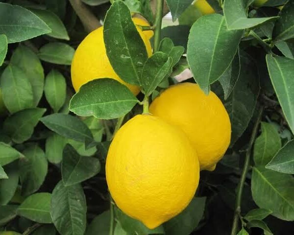 Lemon ‘Eureka
