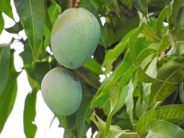 Mango ‘Sensation’