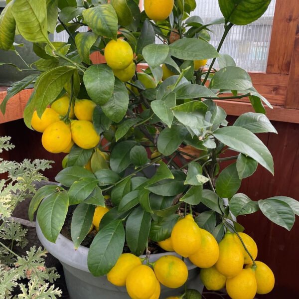 Lemon-‘Mayer’