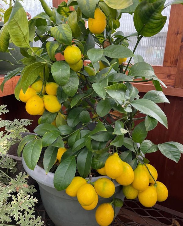 Lemon-‘Mayer’