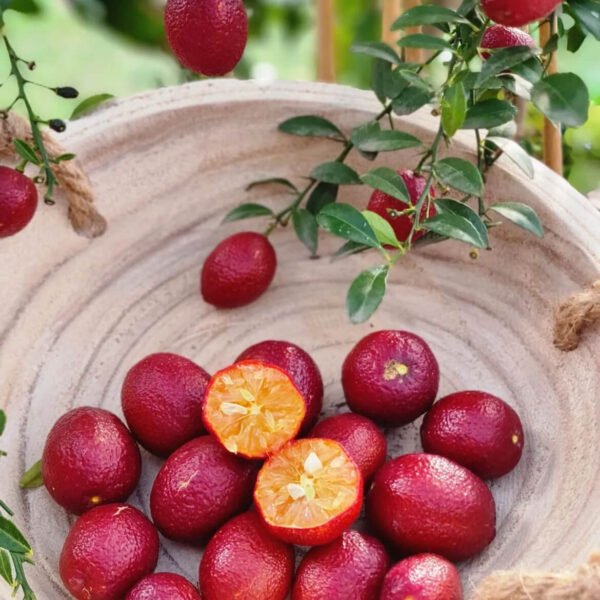 Red Central Lime