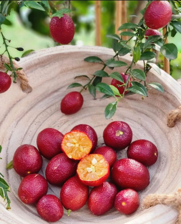 Red Central Lime